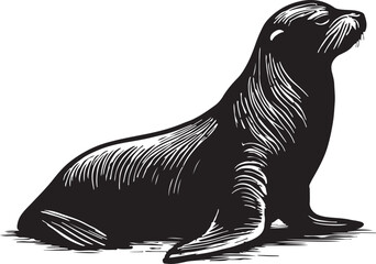 Detailed black and white ink sketch illustration of a sea lion resting on its flippers against a white background © toomotion