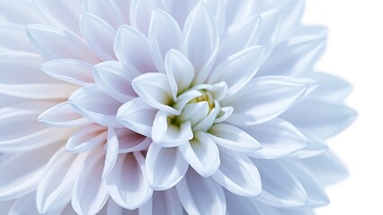 Fototapeta premium Close-up of a light blue dahlia on white, highlighting delicate petals with ample copy space.
