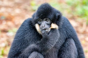 gibbon closeup portrait