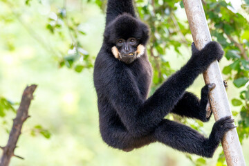 gibbon closeup portrait