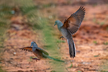 Two dove fighting on ground