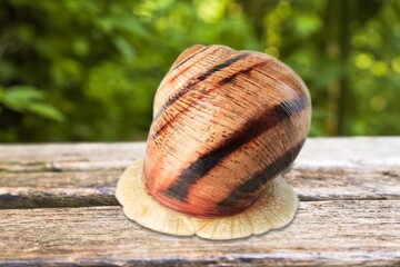 Natural small garden snail with shell