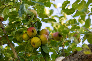 Cluster of ripe apples hanging on tree branch in green foliage under sunlight. Organic orchard background symbolizing natural harvest, healthy eating, fresh fruit and sustainable farming