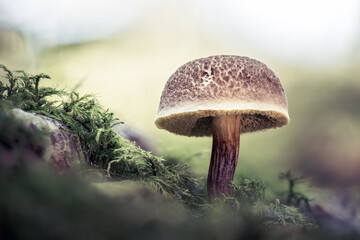 Makroaufnahme eines braunen Pilzes mit heller, rissiger Hutoberfläche auf moosbewachsenem Waldboden bei diffusem Tageslicht