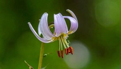 Delicate pale pink lily in a green garden