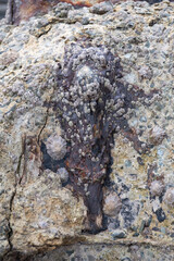 Macro image of limpets and barnacles growing on corroded iron at Padstow Cornwall