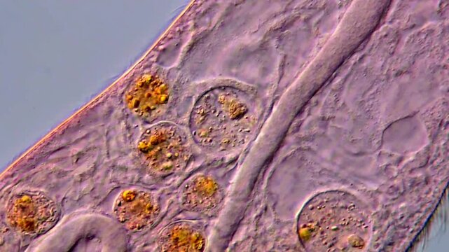 Freshwater Blepharisma microorganism detail under microscopy view High Resolution 