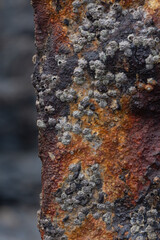 Macro image of Barnacles growing on a corroded iron bar 