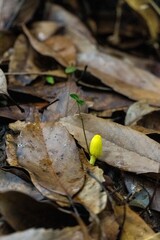 Yellow mushroom growing among the leaves.