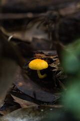 There are bright yellow mushrooms on the forest floor. This mushroom is growing between rotten wood fragments and leaves.