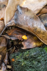 Small orange mushrooms growing between rocks and fallen leaves.