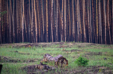 Cut tree trunk with coniferous forest in background
