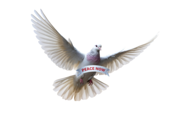 white dove flying