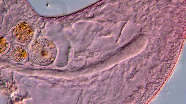 Blepharisma ciliate detail under microscopy view High Resolution 