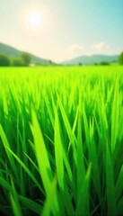 Obraz premium Lush Green Hero Grass Field Swaying Gently in Sunny Breeze, Ideal for Environmental, Nature, and Agricultural Stock Photography
