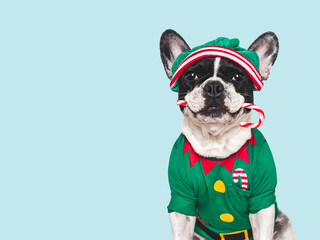 Merry Christmas and Happy New Year. Cute puppy and Christmas elf costume. Closeup, studio shot. Congratulations for family, friends and colleagues. Pet care concept