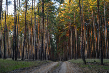 Pine forest in eastern Ukraine before the war