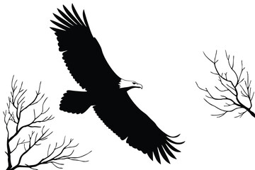 Obraz premium Silhouette of a Bald Eagle in Flight with Bare Tree Branches bird flying