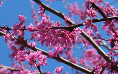 Cercis siliquastrum flowers on blue sky background in Florida nature