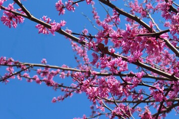 Cercis siliquastrum flowers on blue sky background in Florida nature