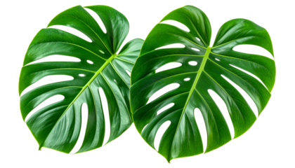 Two vibrant monstera leaves, deeply veined and sharply toothed, are highlighted against a stark black background