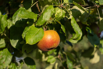 Single ripe apple hanging on tree branch among green leaves in sunlight. Natural orchard harvest symbolizing healthy eating, organic fruit, fresh food and eco-friendly agriculture