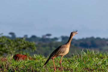 seriema in the field - cariama cristata