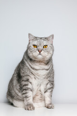 Tabby fluffy cat with yellow beautiful eyes is sitting on the table on white background