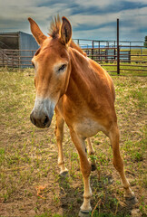 A mule in a pen in Ingomar, Montana.