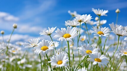 Field of white daisies under blue sky, symbol of innocence, purity and peaceful nature