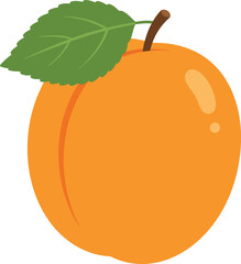 Ripe apricot fruit with green leaf vector illustration for healthy food and summer graphics