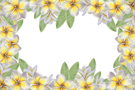 Watercolor horizontal floral frame with yellow and white frangipani plumeria flowers and green tropical leaves. for spa branding, cosmetics packaging, summer invitations, and wellness promotions.