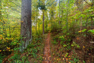 Herbstliche Wanderung im Edenkobener Tal entlang des Triefenbachs mit buntem Laub und kleinen Brücken