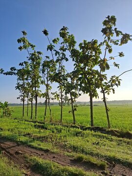 rows of teak trees on the edge of the rice fields