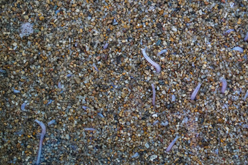 Close-up of a marine polychaete worm on wet sand, showing its segmented body and bristle-like parapodia. This ocean invertebrate is often found in shallow coastal areas and tidal zones.