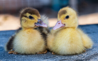 Two cute ducklings.
