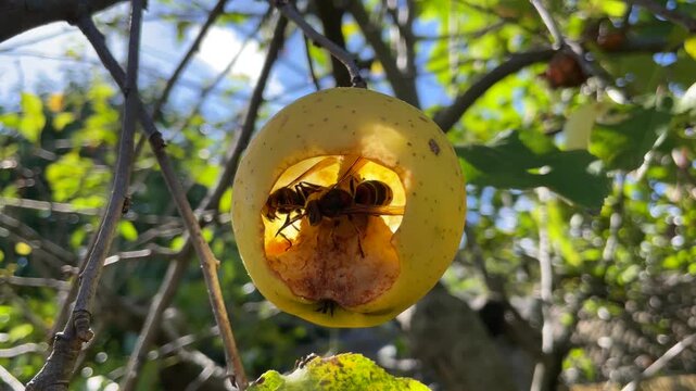 Wasps eating an apple on a tree. Insects and biodiversity in an orchard. Two wasps (hornets) feeding on a ripe, rotten fruit hanging from a branch.