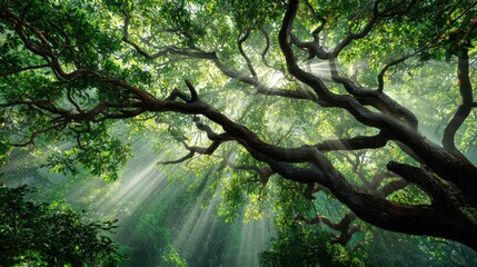 Fototapeta premium Majestic tree with sprawling branches and sunlight beams piercing through lush green leaves, peaceful forest scene, nature photography, tranquil environment, natural light, vibrant foliage, 