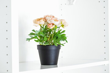 Artificial or fake, potted, pink Persian butter cup or Ranunculus decorative flower pot on a white wooden shelf. Close up shot, bright, no people