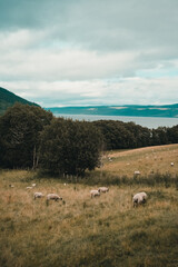 landscape with sheep and mountains - Scottish Highlands
