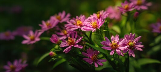 Fototapeta premium The beautiful pink flowers blooming in a lush garden setting.