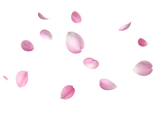 Falling Sakura Petals in Air, Minimalist Composition, Transparent PNG