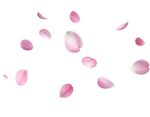 Falling Sakura Petals in Air, Minimalist Composition, Transparent PNG