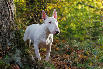 Fototapeta premium A white Bull Terrier stands near a tree, curiously observing its surroundings in a vibrant forest during autumn.
