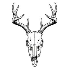 Drawing of Deer Skull with Antlers Illustration