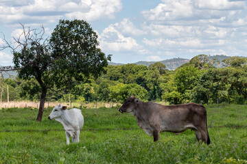 calves on green pasture