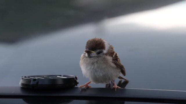 A sparrow sitting next to a lens cap on the roof of a car