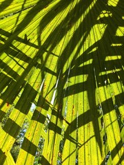 Green palm leaves close up with shadows. Tropical background. Vertical photo.