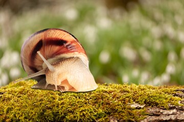 Natural small garden snail with shell