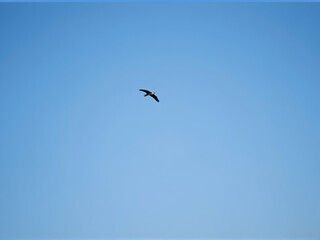 Fototapeta premium Bird Flying Against a Clear Blue Sky Minimalist Wildlife Scene